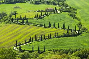 Green Gallery: La foce winding road lined with Cypress trees, Val d Orcia, Tuscany, Italy