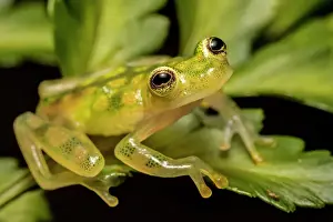 Glass Frogs Prints: La Palma Glass Frog (Hyalinobatrachium valerioi) - captive bred, Ontario, Canada