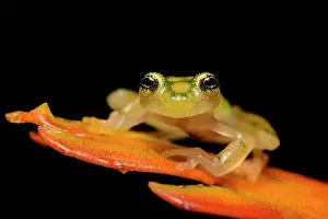 Glass Frogs Prints: La Palma Glass Frog (Hyalinobatrachium valerioi) - captive bred, Ontario, Canada