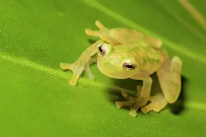 Captive Bred Prints: La Palma Glass Frog (Hyalinobatrachium valerioi) is a tree frog endemic to Costa Rica - captive bred