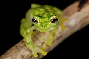 Captive Bred Prints: La Palma Glass Frog (Hyalinobatrachium valerioi) is a tree frog endemic to Costa Rica - captive bred