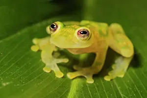 Captive Bred Prints: La Palma Glass Frog (Hyalinobatrachium valerioi) is a tree frog endemic to Costa Rica - captive bred