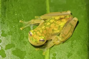 Captive Bred Prints: La Palma Glass Frog (Hyalinobatrachium valerioi) is a tree frog endemic to Costa Rica - captive bred