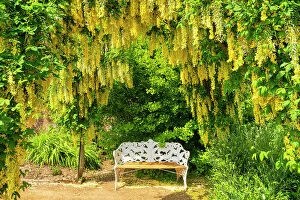 Images Dated 5th July 2023: Laburnum Framing Bench, Bowood House & Gardens, Derry Hill, Calne, Wiltshire, England