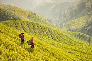 Guangxi Province Gallery: Ladies of the Yao minority in the field, the Dragons Backbone, Longji Rice Terraces