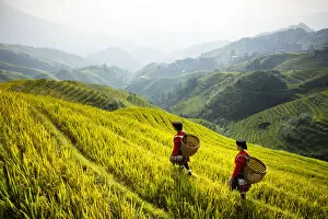 Images Dated 13th November 2020: Ladies of the Yao minority in the field, the Dragons Backbone, Longji Rice Terraces