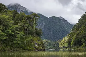 Monkey Tail Tree Prints: Lago del Toro amidst green Araucaria trees against mountain range, Huerquehue National