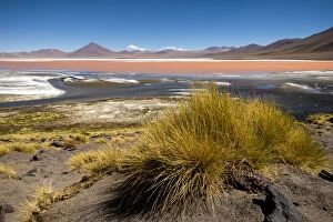 Grass Gallery: Laguna Colorada, Reserva Eduardo Avaroa, Bolivia