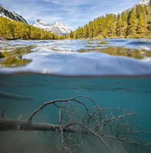 Tree Trunk Prints: Lai da Palpuogna in autunn, Switzerland