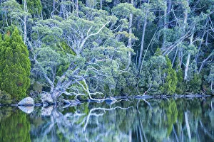 Lake Dobson Reflections, Mt. Field National Park, Tasmania