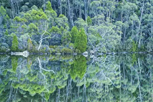 Eucalyptus Collection: Lake Dobson Reflections, Mt. Field National Park, Tasmania