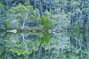 Eucalyptus Gallery: Lake Dobson Reflections, Mt. Field National Park, Tasmania