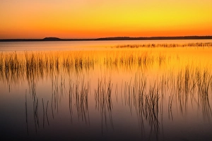 Lakeshores Prints: Lake Mindemoya reed beds at sunset, Manitoulin Island- Mindemoya, Ontario, Canada