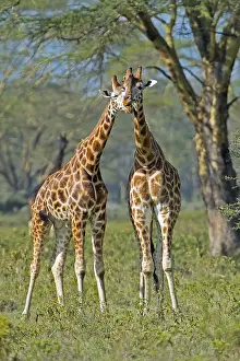 Lake Nakuru, Kenya, Africa Gestures of affection between two young giraffes