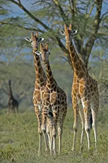 Neck Prints: Lake Nakuru Park, Kenya, Africa Three giraffes filming in park Lake Nakuru in Kenya