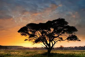 Savannah Prints: Lake Nakuru Park, Kenya, Africa The silhouette of an acacia at dawn