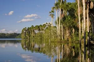 Rain Forest Collection: Lake Sandoval & Aguaje palms