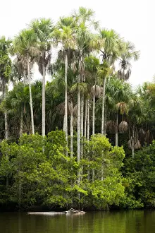 Lake Sandoval and Aguaje palms, Tambopata National Reserve, Puerto Maldonado, Madre