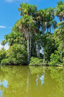 Lake Sandoval Prints: Lake Sandoval and Aguaje palms