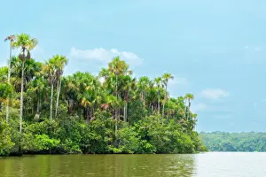 Lake Sandoval and Aguaje palms, Tambopata National Reserve, Puerto Maldonado, Madre de Dios, Peru