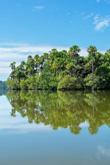 Lake Sandoval Prints: Lake Sandoval and Aguaje palms