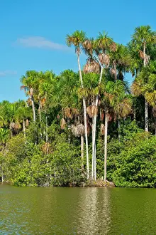 Lake Sandoval and Aguaje palms, Tambopata National Reserve, Puerto Maldonado, Madre de Dios, Peru