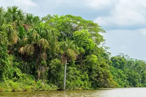 Lake Sandoval Prints: Lake Sandoval and Aguaje palms