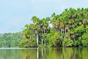 Lake Sandoval Prints: Lake Sandoval and Aguaje palms