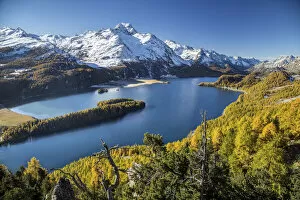 Snowy Gallery: Lake Sils with its shores painted by autumn