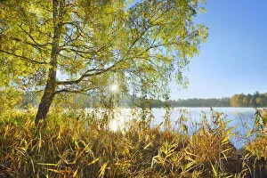 Birch Prints: lakeshore with birch and reed - Germany, Bavaria, Upper Bavaria, Starnberg