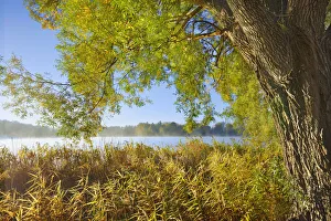 Starnberg Prints: lakeshore with willow and reed - Germany, Bavaria, Upper Bavaria, Starnberg