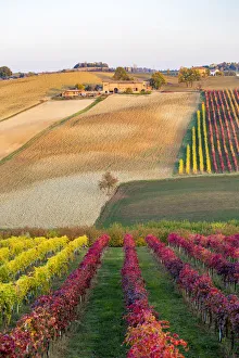 Emilia Prints: Lambrusco Grasparossa Vineyards in autumn. Castelvetro di Modena, Emilia Romagna, Italy