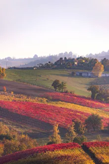Images Dated 22nd January 2018: Lambrusco Grasparossa Vineyards in autumn. Castelvetro di Modena, Emilia Romagna, Italy
