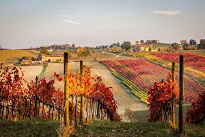 Images Dated 22nd January 2018: Lambrusco Grasparossa Vineyards in autumn. Castelvetro di Modena, Emilia Romagna, Italy