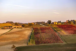 Images Dated 22nd January 2018: Lambrusco Grasparossa Vineyards in autumn. Castelvetro di Modena, Emilia Romagna, Italy