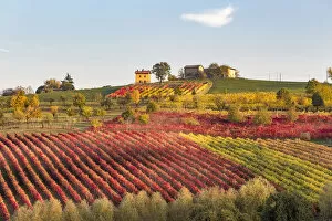 Images Dated 22nd January 2018: Lambrusco Grasparossa Vineyards in autumn. Castelvetro di Modena, Emilia Romagna, Italy