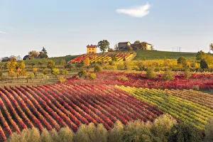 Images Dated 22nd January 2018: Lambrusco Grasparossa Vineyards in autumn. Castelvetro di Modena, Emilia Romagna, Italy