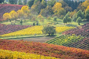 Lambrusco Grasparossa Vineyards in autumn. Castelvetro di Modena, Emilia Romagna, Italy