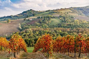 Images Dated 30th March 2021: Lambrusco Grasparossa Vineyards in autumn, Castelvetro di Modena