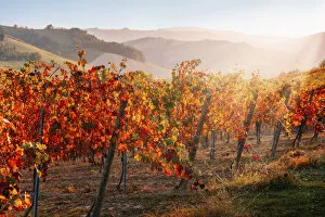 Images Dated 30th March 2021: Lambrusco Grasparossa Vineyards in autumn, Castelvetro di Modena