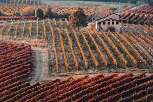 Images Dated 30th March 2021: Lambrusco Grasparossa Vineyards and farmhouse in autumn, Castelvetro di Modena