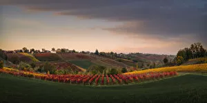 Images Dated 22nd April 2022: Lambrusco vineyards in Castelvetro di Modena. Castelvetro di Modena, Modena province