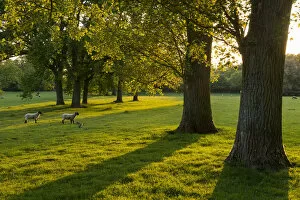 Lambs grazing in a sunlit field with trees in the Cotswolds, Gloucestershire, England