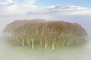 Foggy Collection: The landmark copse of trees, Cookworthy Knapp, also known as the Nearly Home Trees near Lifton in