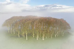 Hilltop Prints: The landmark copse of trees, Cookworthy Knapp