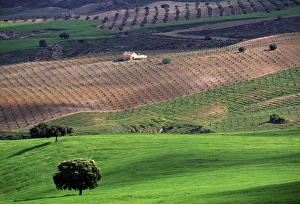Single Tree Prints: Landscape, Andalucia