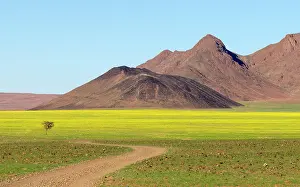 Southern Afirca Prints: Landscape covered in fresh green grass after heavy rains