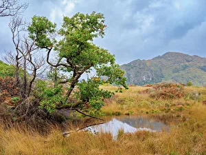 Killarney Prints: Landscape of the Killarney National Park, County Kerry, Ireland