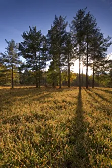 Alone Prints: Landscape in New Forest National Park, Hampshire, England