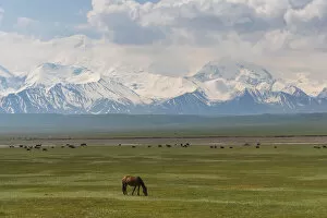 Kyrgyzstan Gallery: Landscape of valley near Sary Tash with wild horses and Pamir mountains in the background